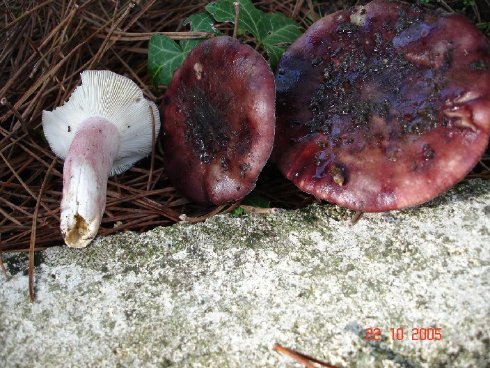 Russula torulosa,Lactarius acerrimus, Rhodocybe fallax e ??